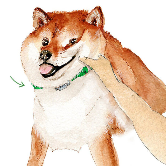 Funny St Patricks Day Card For Boyfriend - Kids St Patricks Day Gift - Shiba Inu Dog Saint Patrick's Day Cards - Liyana Studio Greetings